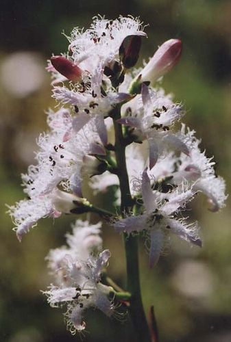 Мария Левина