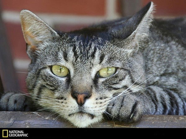 Валера Гарибальди