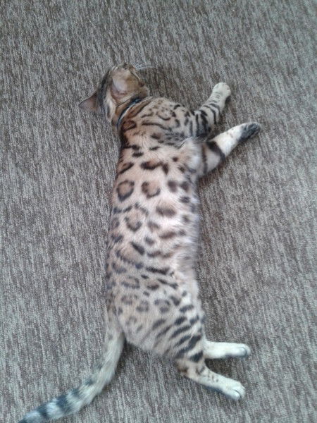 Карина Гиниятуллина