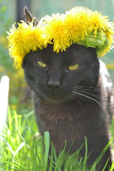 Анастасия Тутушкина