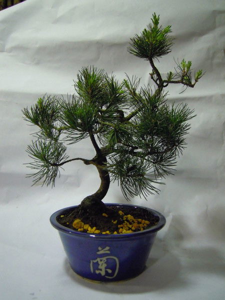 Галина Рерина