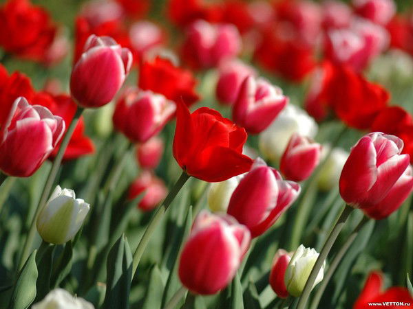 Татьяна Черницына