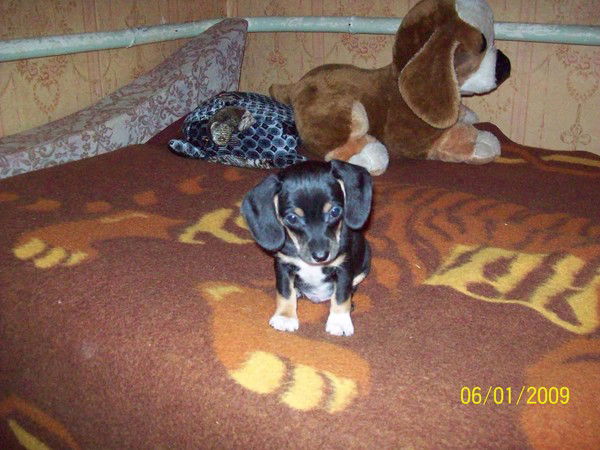 Полина Лебедева