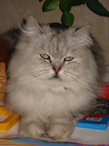 Олеся Сапранцова