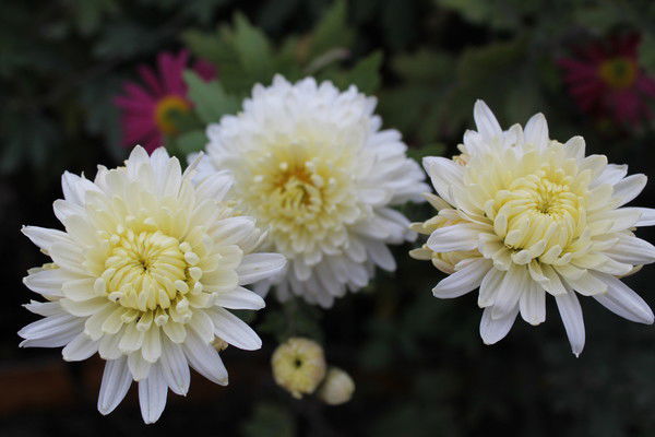 Ольга Николаева