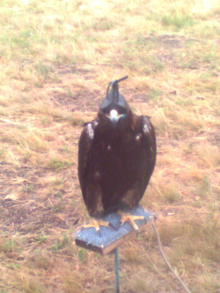 Ерлантай Борашев