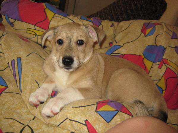 Чувашова Галина