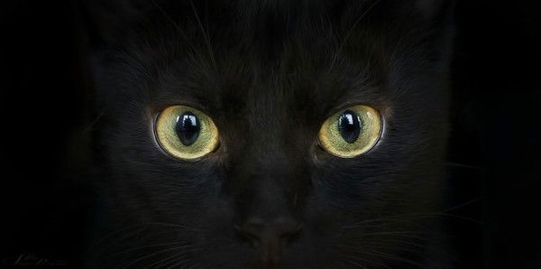 Александр Гладкий