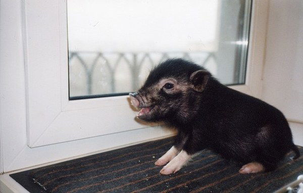 Варвара Краса