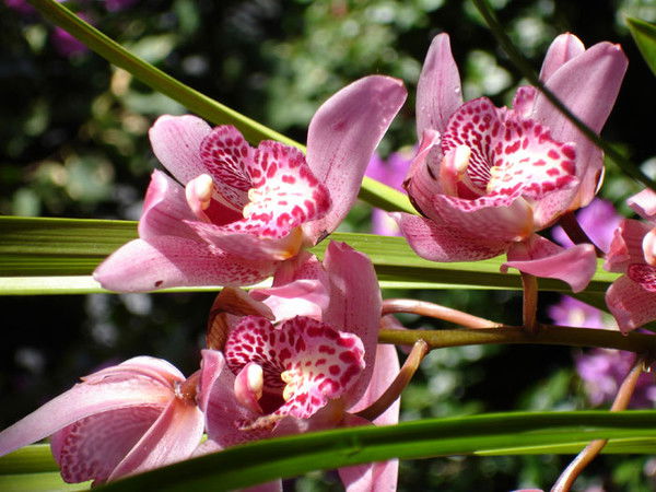 Калинка Снежинка