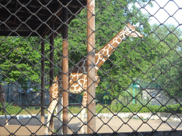 Ольга Киясова