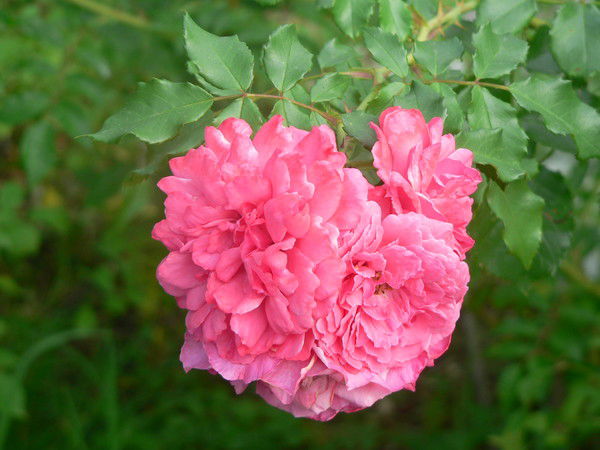 Наталья Семёновна