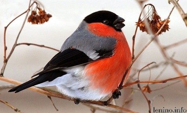 Татьяна Николаевна