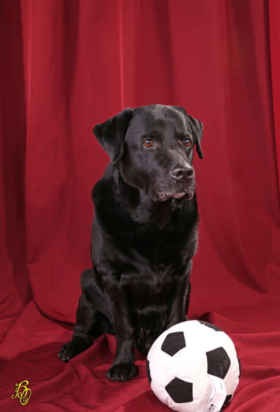 Александр Лабрадоров