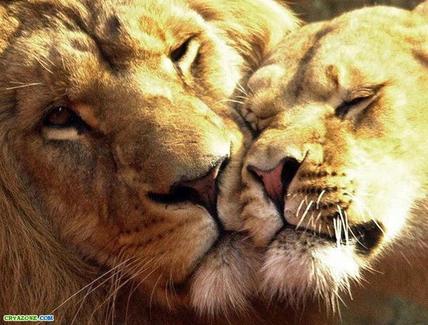 Татьяна Чиркова