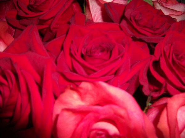 Елена Прекрасная