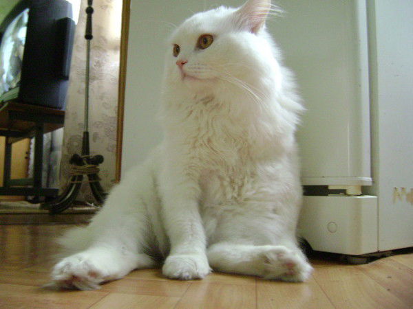 Елена Миронова