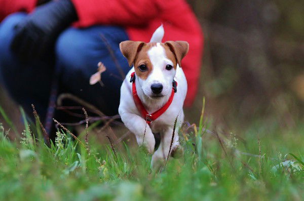 Роман Руденко