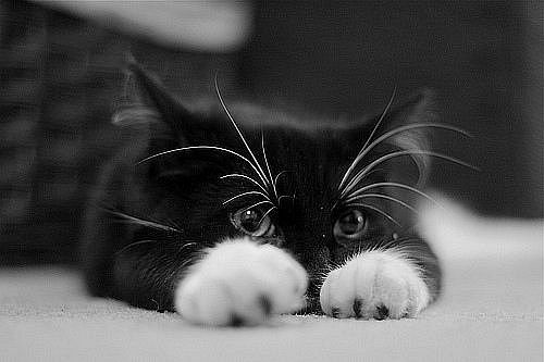 Анастасия Чернецова