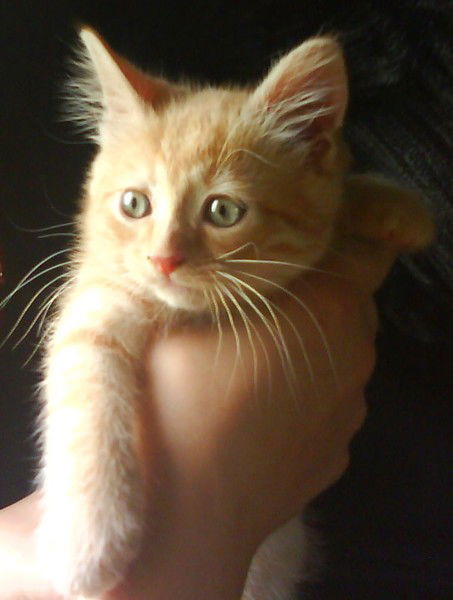 Саша Днепровская