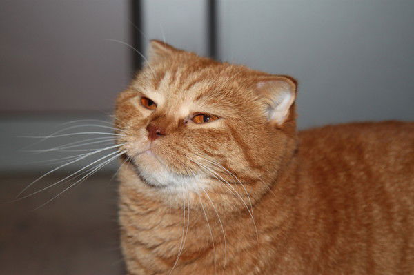 Алёна Суханова