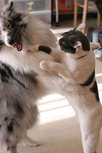 Фирена Абдулаева