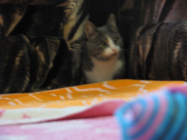 Никита Першин