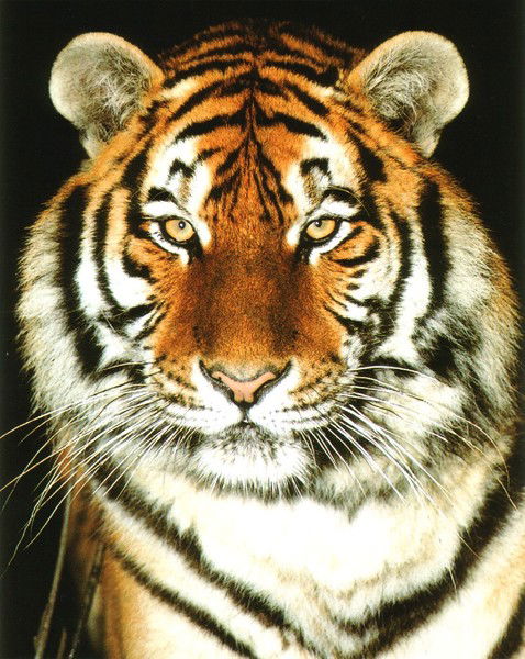 Алексей Кошуба