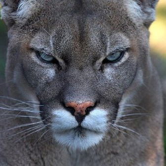 Ильшат Абдул