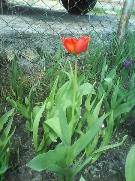 Алексей Поздняков