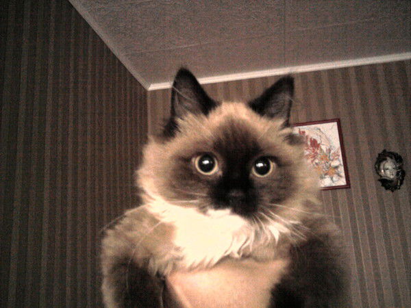 Марина Ахметова