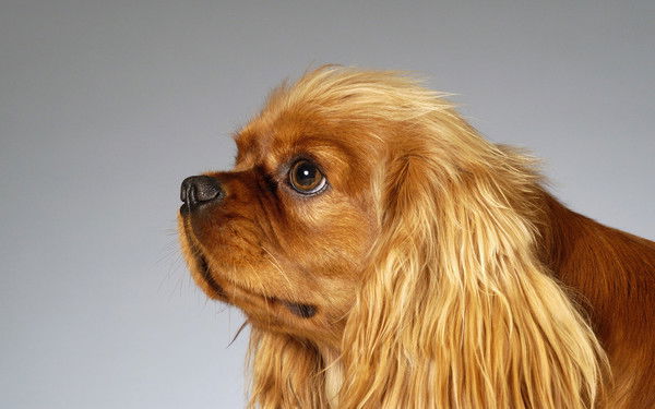 Александр Корнеев