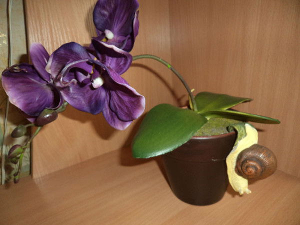 Анара Джапарова