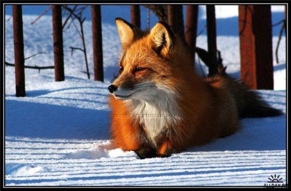 Ирина Алексеева