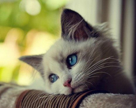 Марина Перевёртова