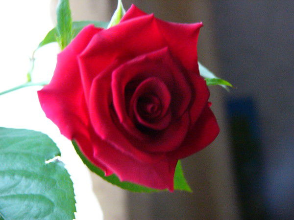 Елена Косицына