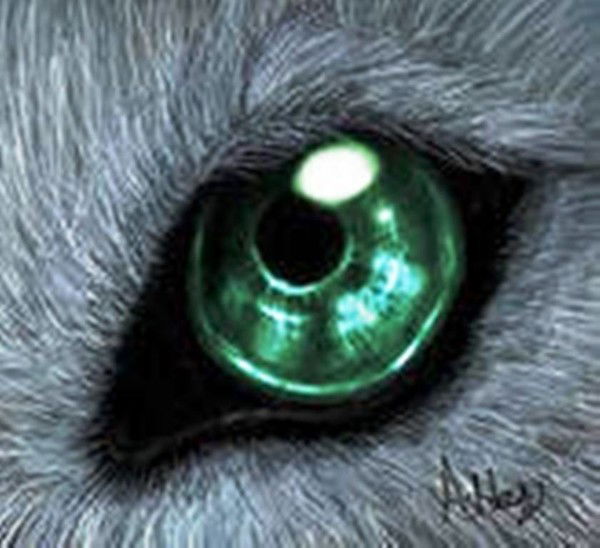 Володя Волков