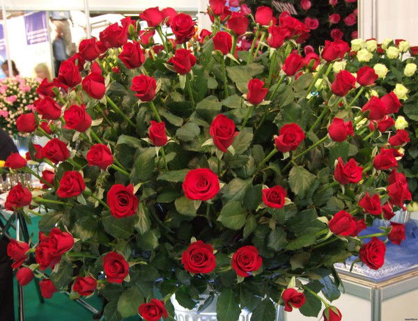 Роза Амирханова