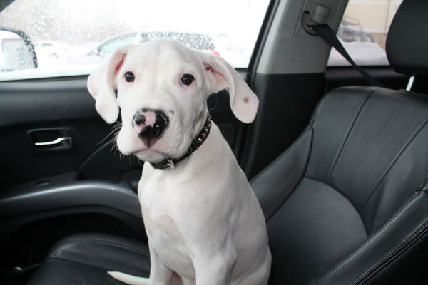 Александр Белоцкий