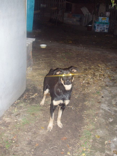 Валера Коврига