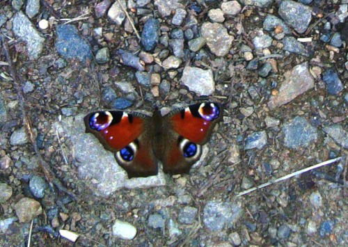 Алиса Пермская