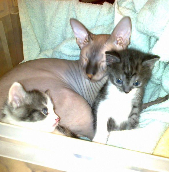 Лариса Магай