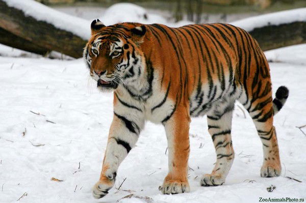 Талгат Муратаев