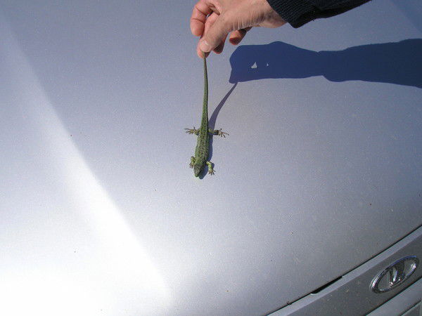 Иван Иванович