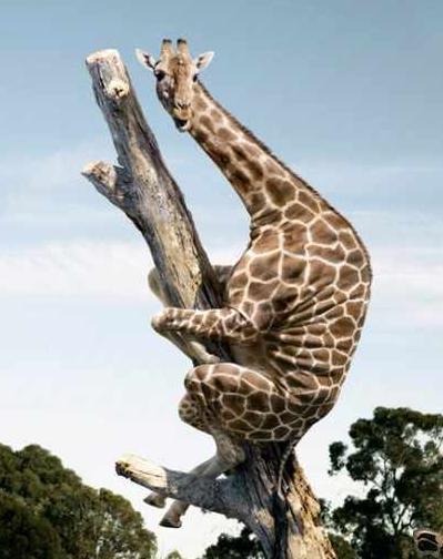 Сергей Ляхов