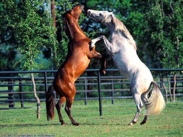 Руслан Каниетов