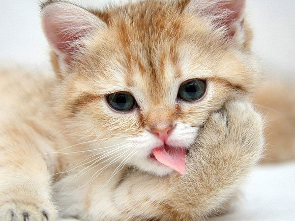 Елена Семушина