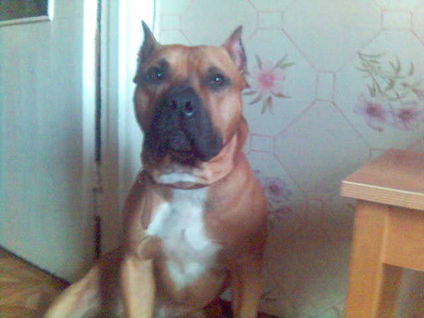 Владимир Цапаев