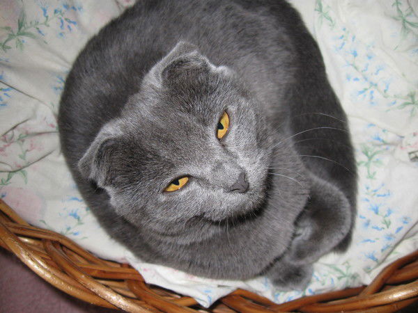 Снежана Гончарова