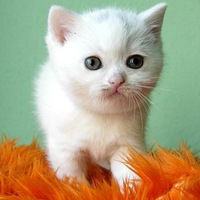 Настя Зайка